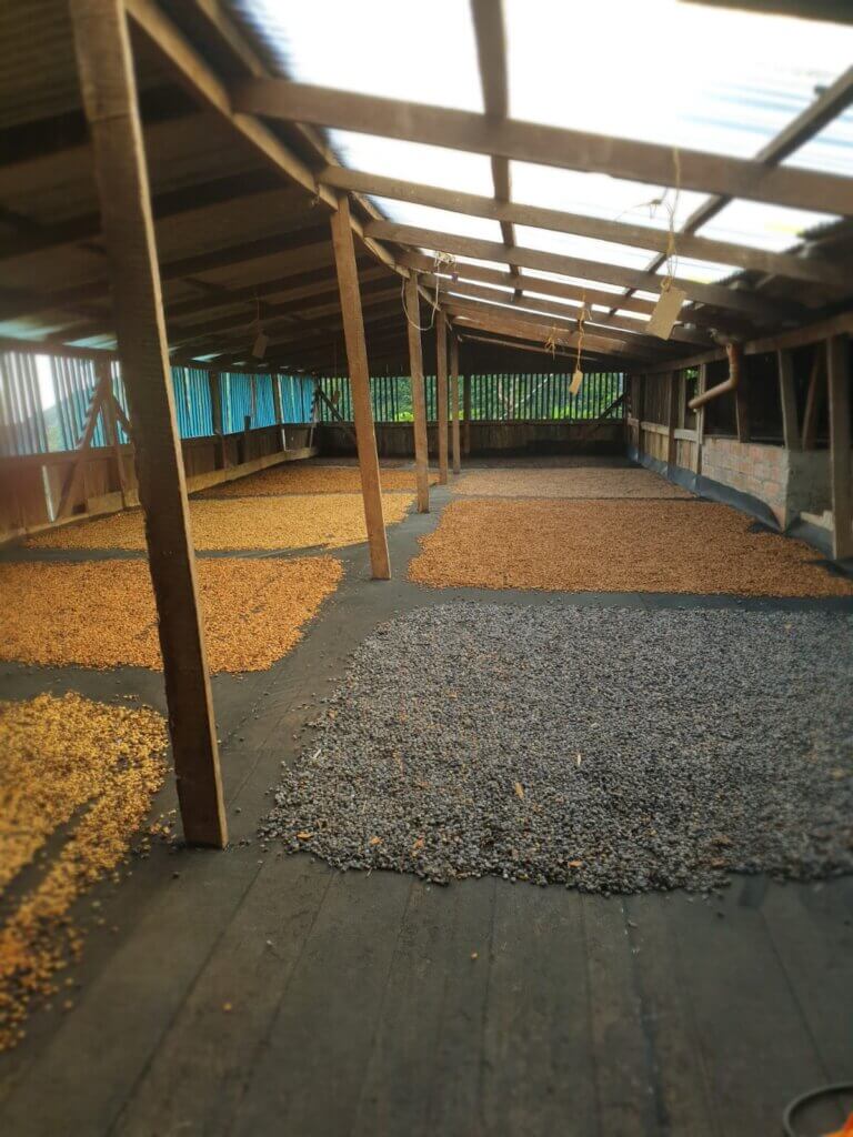 3451 Copia de Oporapa blend
